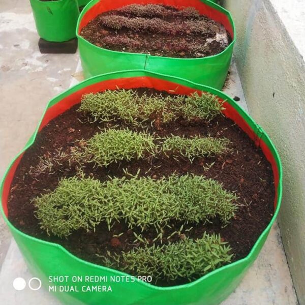 GROW BAG 24X12 INCH / 240 GSM/PACK OF 1 PIC - Image 4