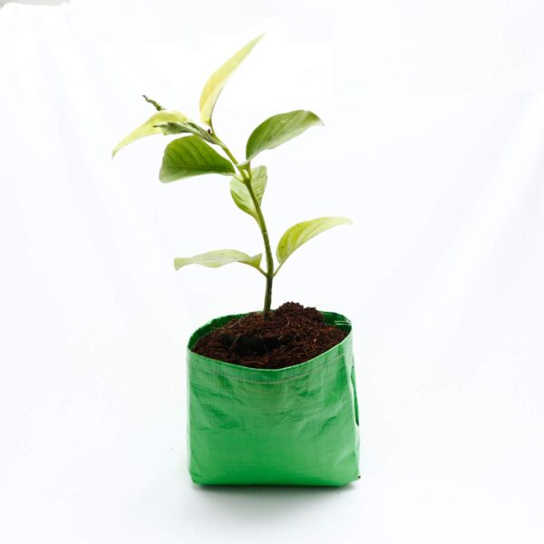 GROW BAG 6X6 INCH / 240 GSM/PACK OF 1 PIC